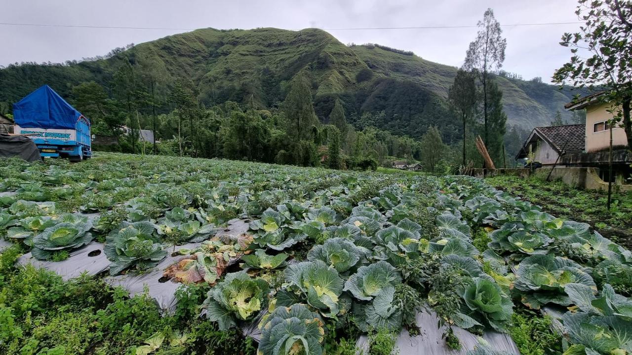 Arum Bromo Villas Ngadisari Экстерьер фото